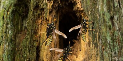 guêpes dans un arbre